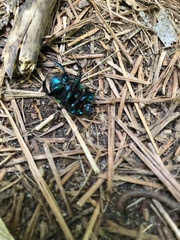 Geotrupes splendidus