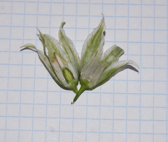 Ornithogalum boucheanum