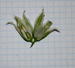 Ornithogalum boucheanum