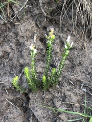 Wahlenbergia unidentata
