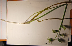 Ornithogalum boucheanum