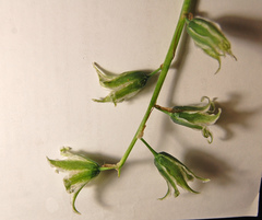 Ornithogalum boucheanum