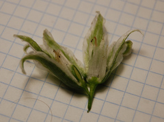 Ornithogalum boucheanum