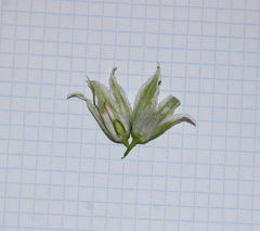 Ornithogalum boucheanum