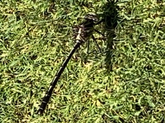 Phanogomphus quadricolor