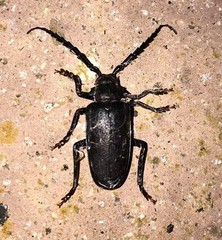 Prionus besikanus