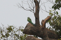Psittacula krameri