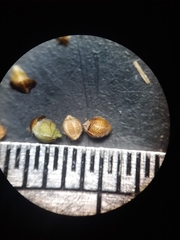 Rhynchospora plumosa