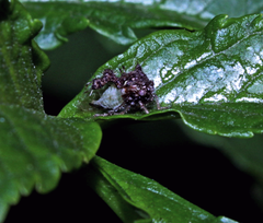 Cyphonia clavigera