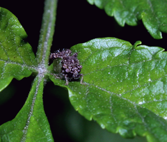 Cyphonia clavigera