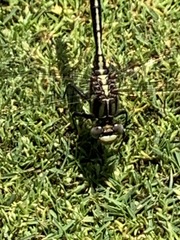 Phanogomphus quadricolor