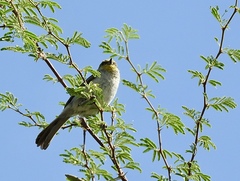 Auriparus flaviceps