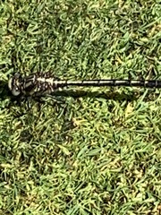 Phanogomphus quadricolor