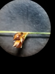 Rhynchospora plumosa