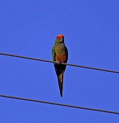 Aratinga auricapillus