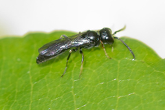 Pemphredonina