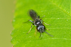 Pemphredonina