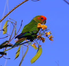 Aratinga auricapillus
