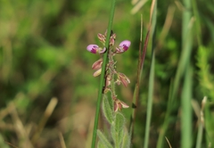 Polygala hispida