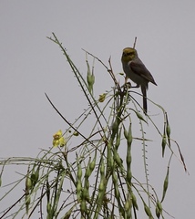 Auriparus flaviceps