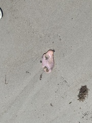 Aplidium stellatum