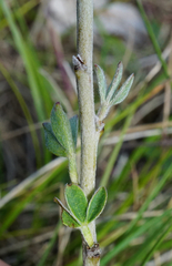 Chamaecytisus ratisbonensis