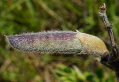 Chamaecytisus ratisbonensis
