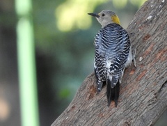 Melanerpes aurifrons