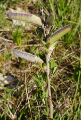 Chamaecytisus ratisbonensis