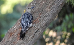 Melanerpes aurifrons
