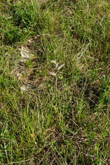 Chamaecytisus ratisbonensis