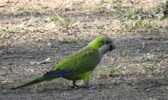 Myiopsitta monachus