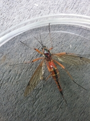 Tanyptera