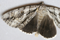 Catocala retecta