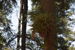 Tillandsia violacea