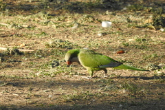Myiopsitta monachus