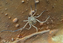 Lacinius horridus