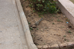 Funambulus pennantii