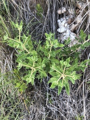 Mentzelia oligosperma