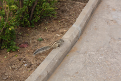 Funambulus pennantii