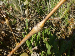 Pelargonium gibbosum