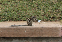 Funambulus pennantii