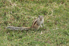 Funambulus pennantii