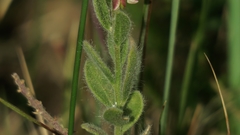 Polygala hispida