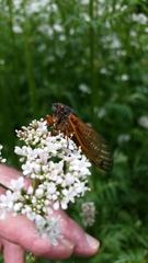 Magicicada cassinii
