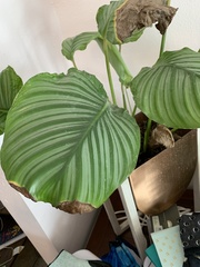 Goeppertia orbifolia