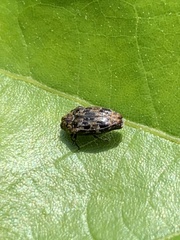 Brachys ovatus