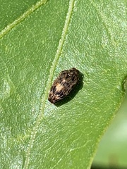 Brachys ovatus