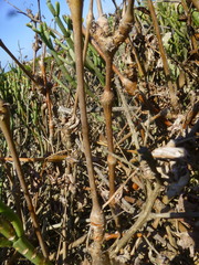 Pelargonium gibbosum
