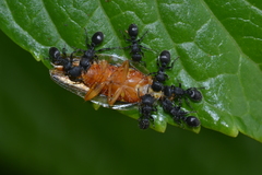 Procryptocerus
